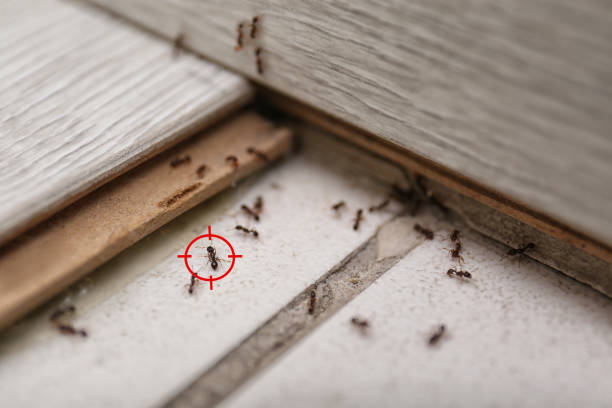 Best Local Pest Control Services  in Palm Springs, CA