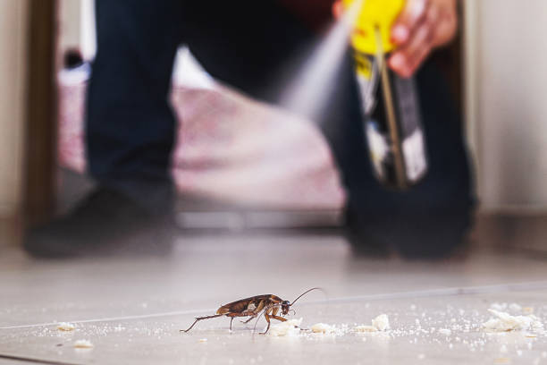 Best Affordable Pest Control Services  in Palm Springs, CA